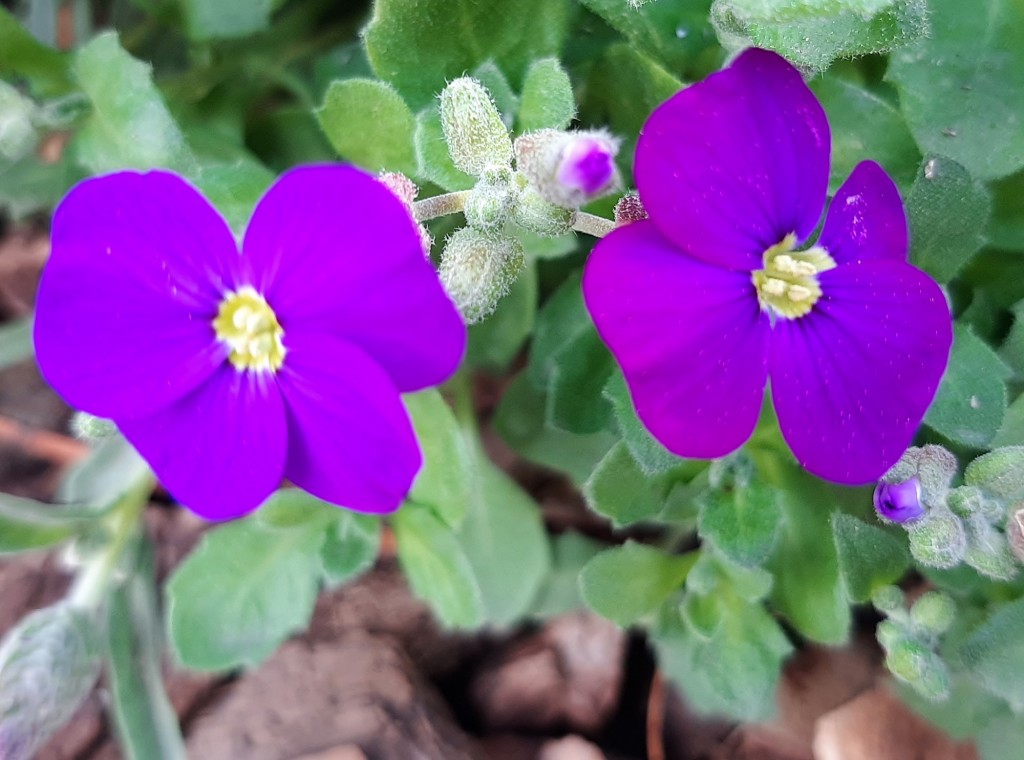 Foto: Flor en la ciudad - Barcelona (Cataluña), España