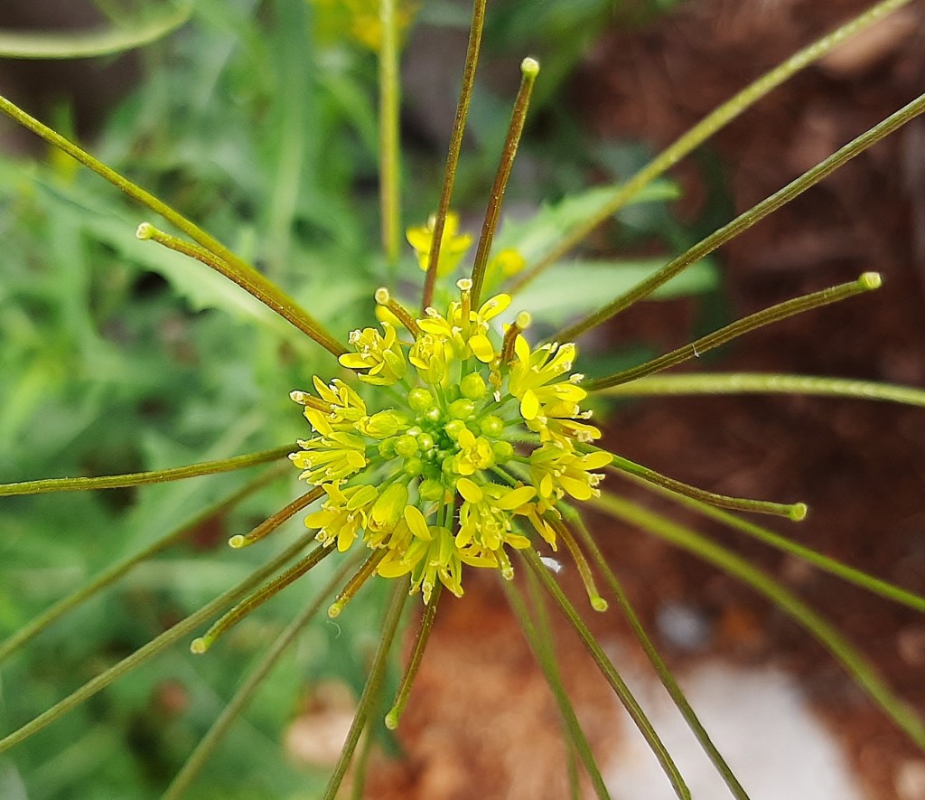 Foto: Flor en la ciudad - Barcelona (Cataluña), España