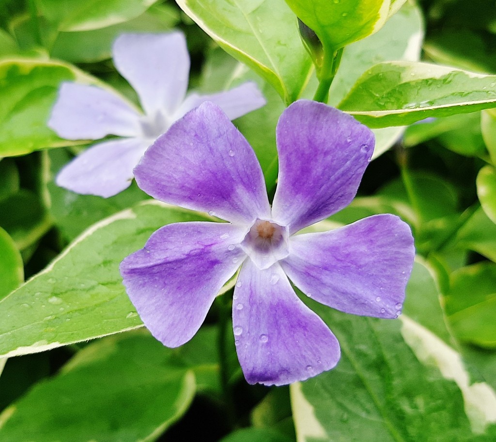Foto: Flor en la ciudad - Barcelona (Cataluña), España