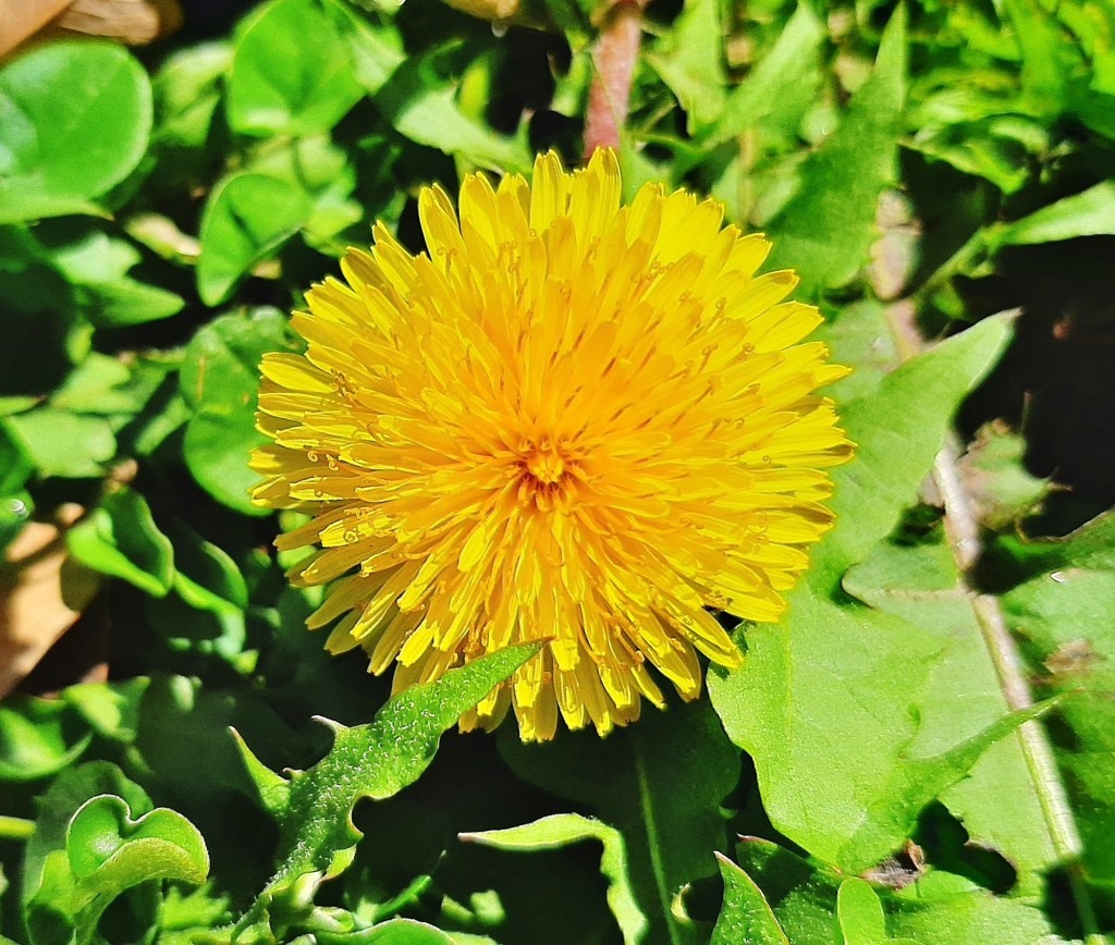 Foto: Flor en la ciudad - Barcelona (Cataluña), España