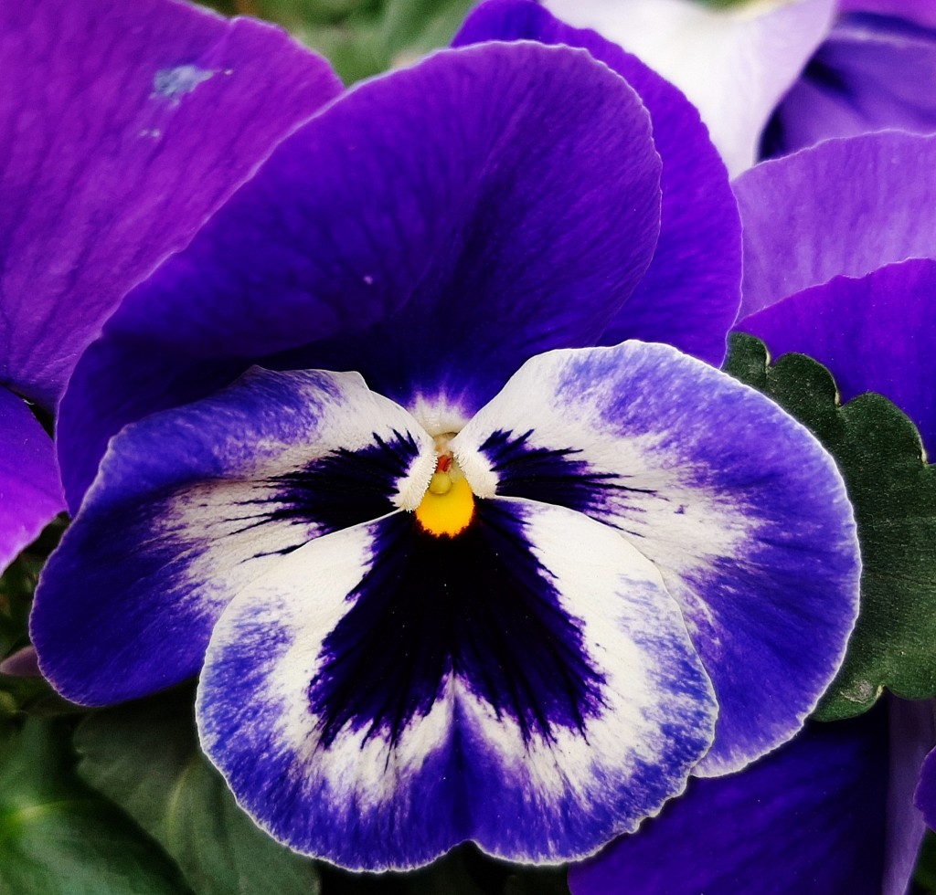 Foto: Flor en la ciudad - Barcelona (Cataluña), España