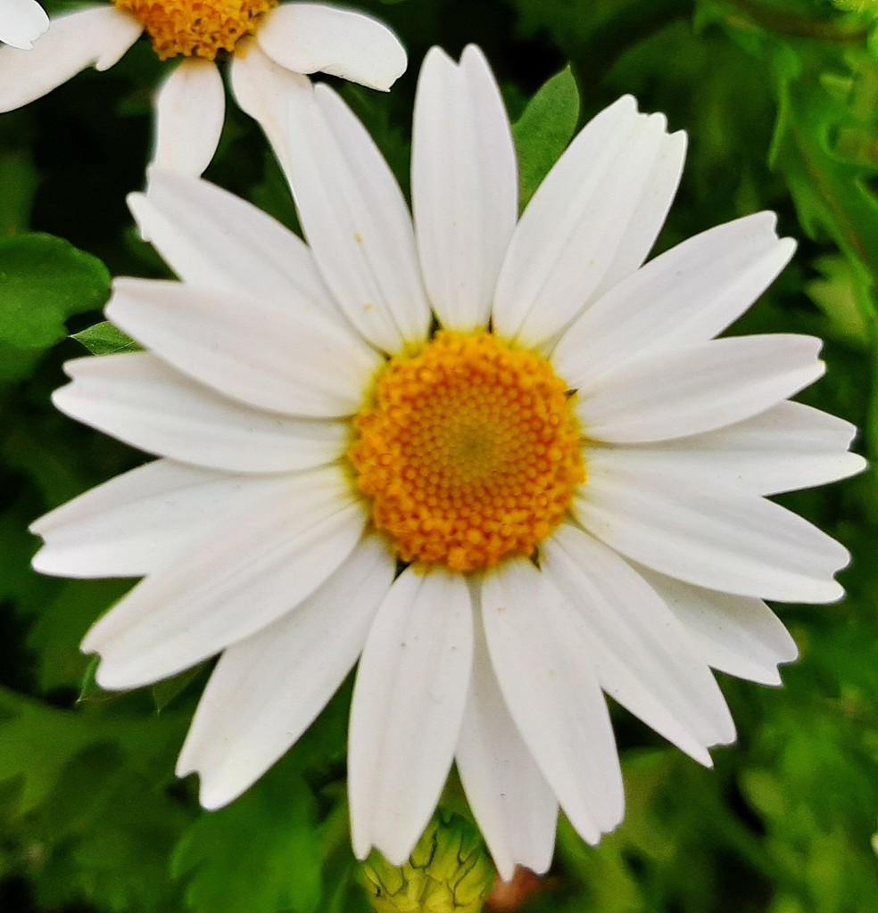 Foto: Flor en la ciudad - Barcelona (Cataluña), España