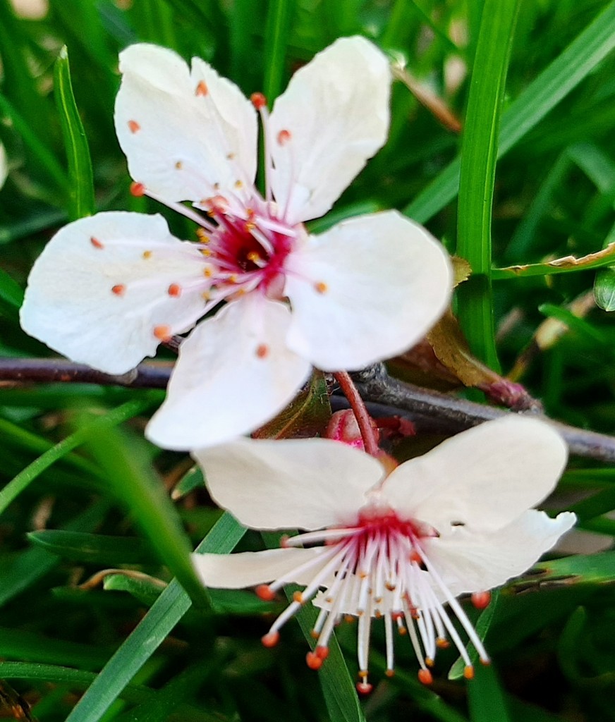 Foto: Flor en la ciudad - Barcelona (Cataluña), España