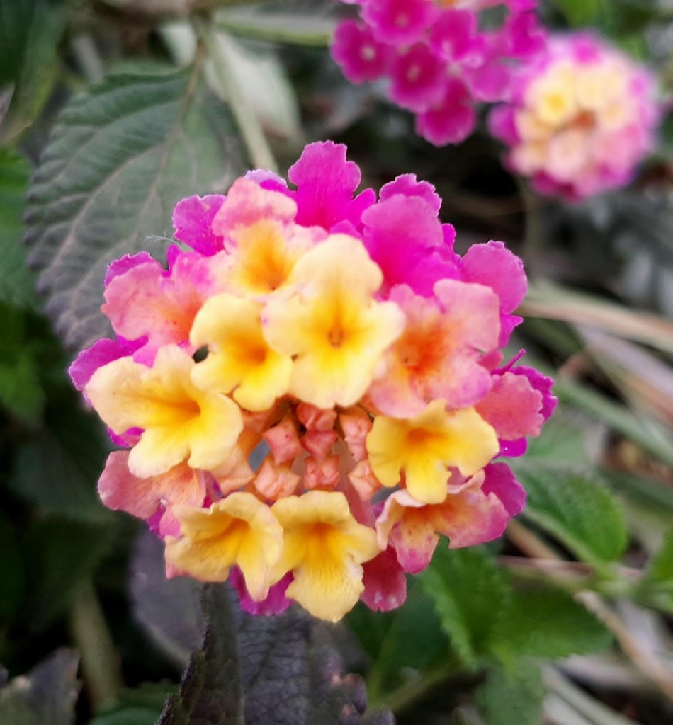 Foto: Flor en la ciudad - Barcelona (Cataluña), España