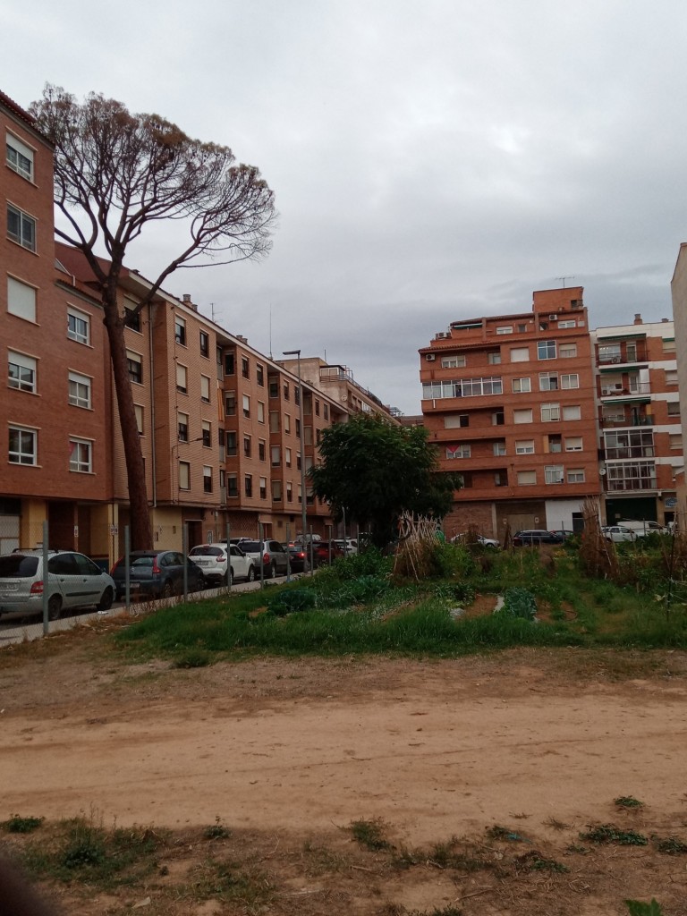 Foto: El pino de la calle Blas y Ubide - Calatayud (Zaragoza), España