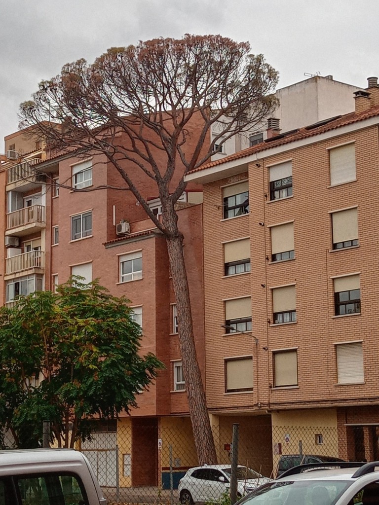 Foto: El Pino de la calla Blas y Ubide - Calatayud (Zaragoza), España