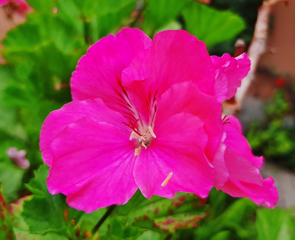Foto: Flor en la ciudad - Barcelona (Cataluña), España