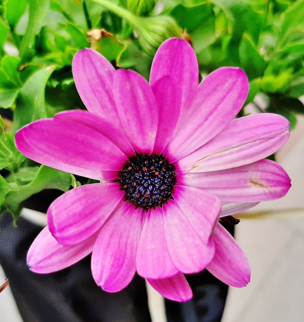 Foto: Flor en la ciudad - Barcelona (Cataluña), España