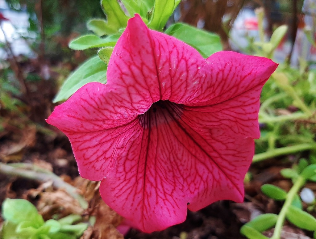 Foto: Flor en la ciudad - Barcelona (Cataluña), España