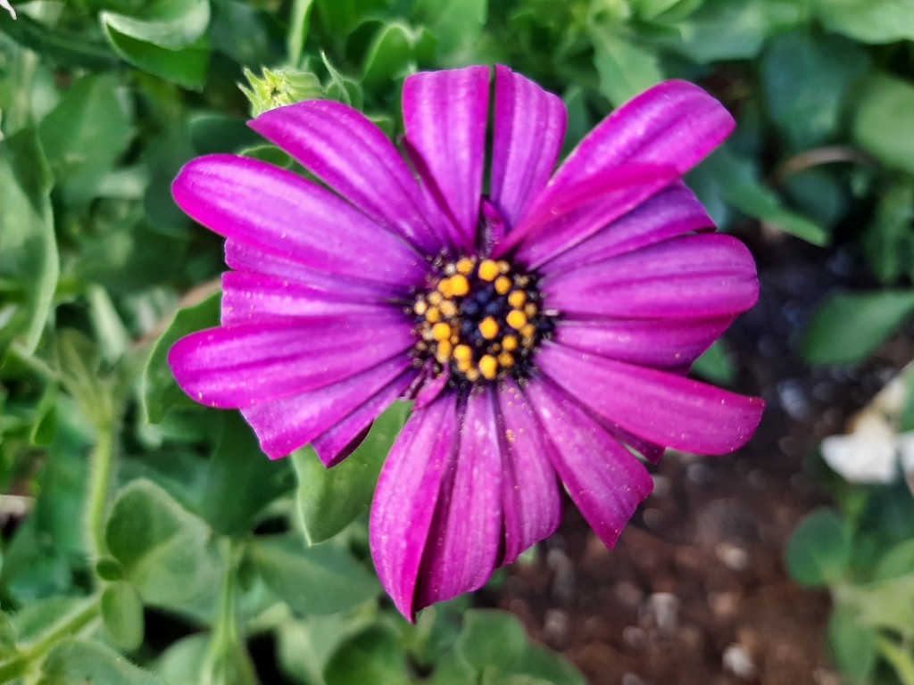 Foto: Flor en la ciudad - Barcelona (Cataluña), España