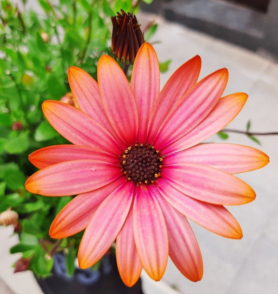 Foto: Flor en la ciudad - Barcelona (Cataluña), España