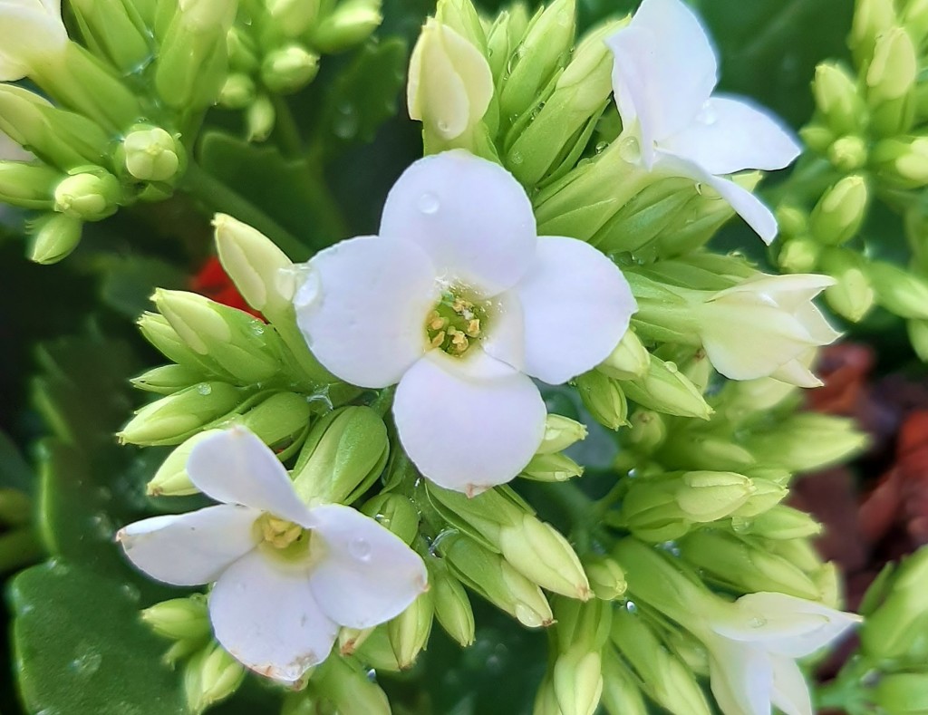 Foto: Flor en la ciudad - Barcelona (Cataluña), España