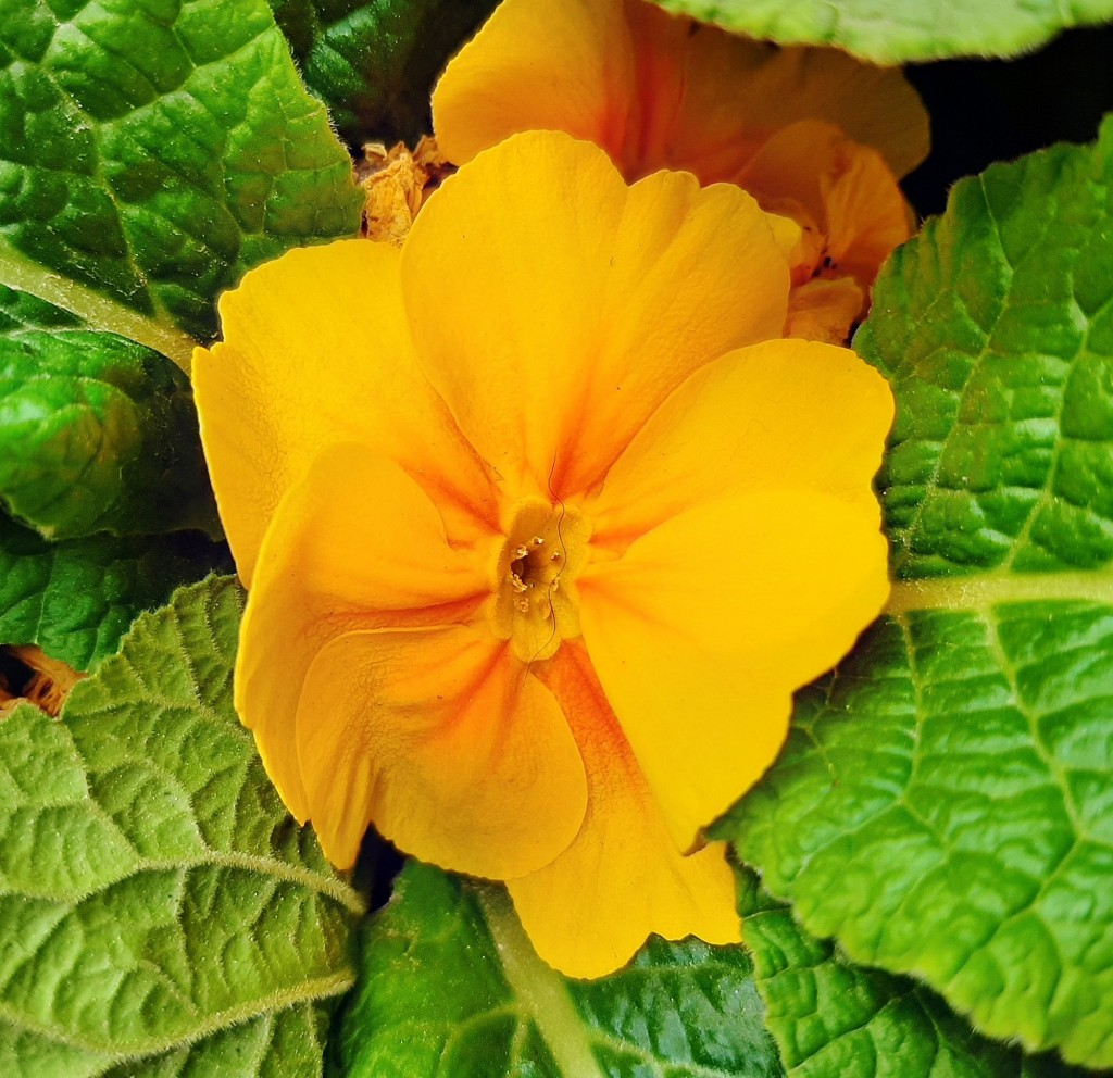 Foto: Flor en la ciudad - Barcelona (Cataluña), España