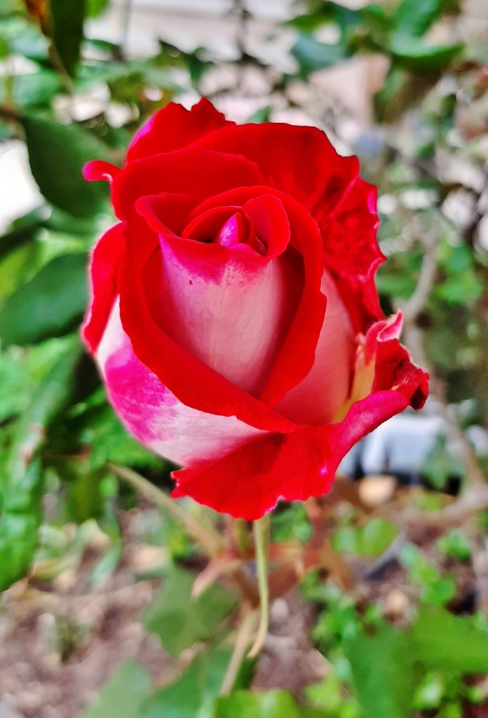 Foto: Flor en la ciudad - Barcelona (Cataluña), España