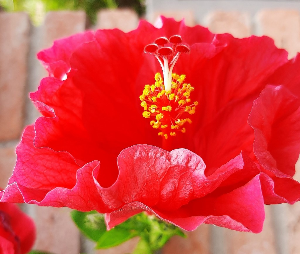 Foto: Flor en la ciudad - Barcelona (Cataluña), España