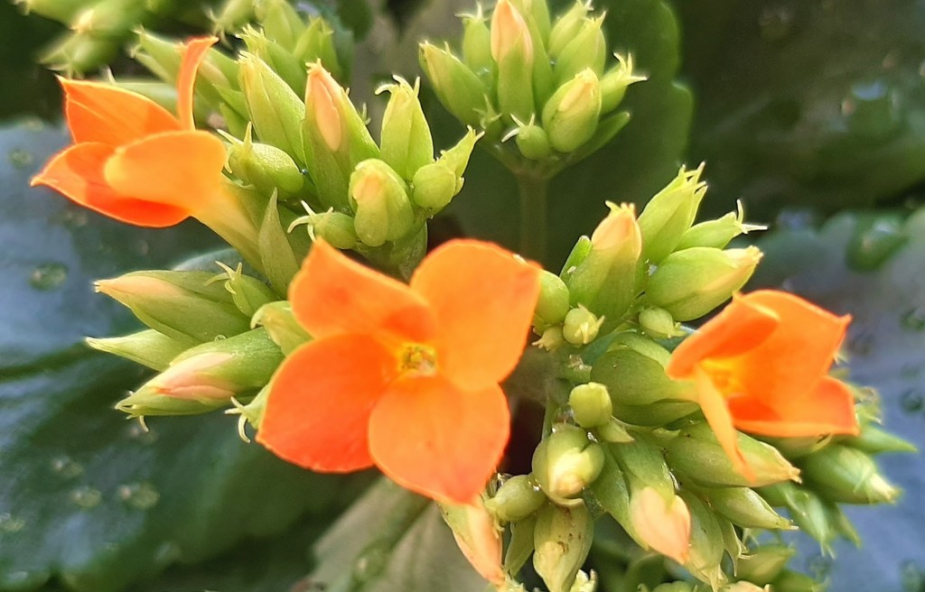 Foto: Flor en la ciudad - Barcelona (Cataluña), España