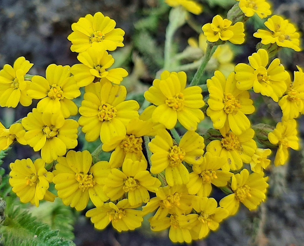 Foto: Flor en la ciudad - Barcelona (Cataluña), España