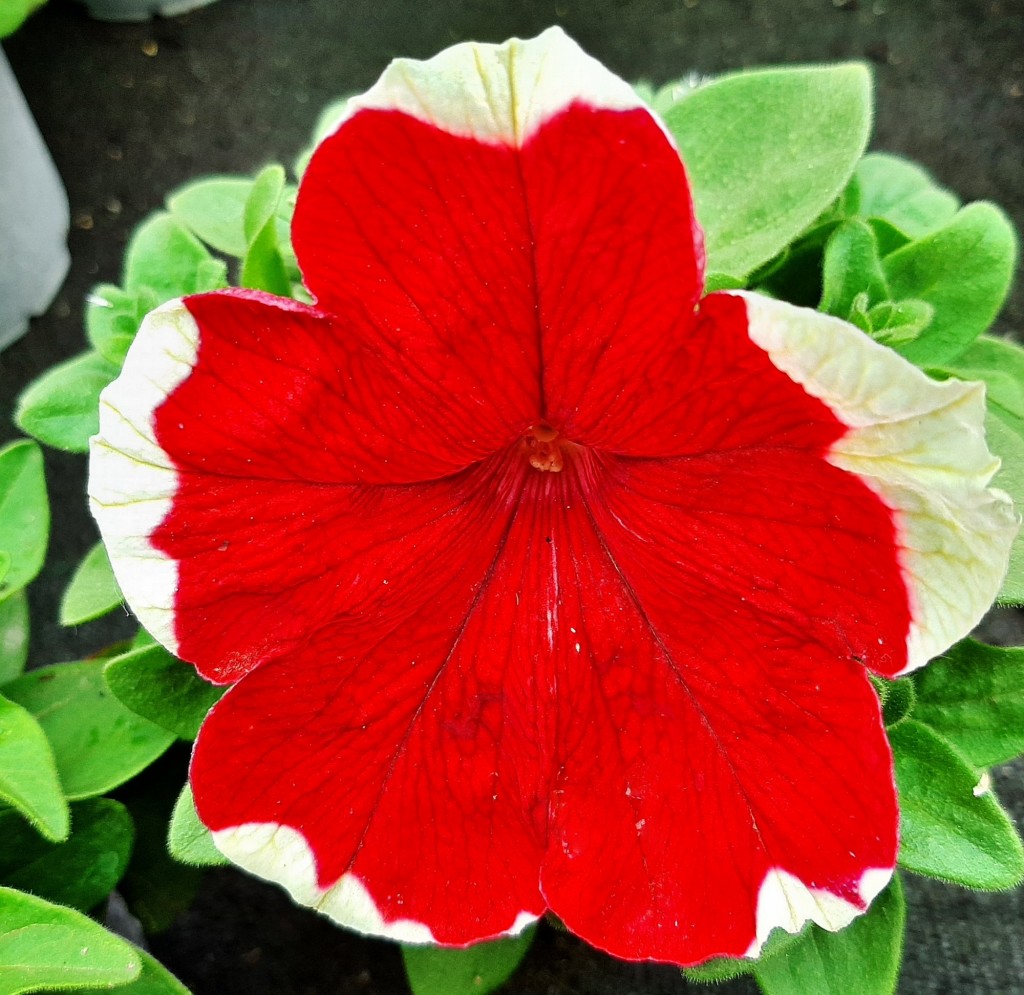 Foto: Flor en la ciudad - Barcelona (Cataluña), España