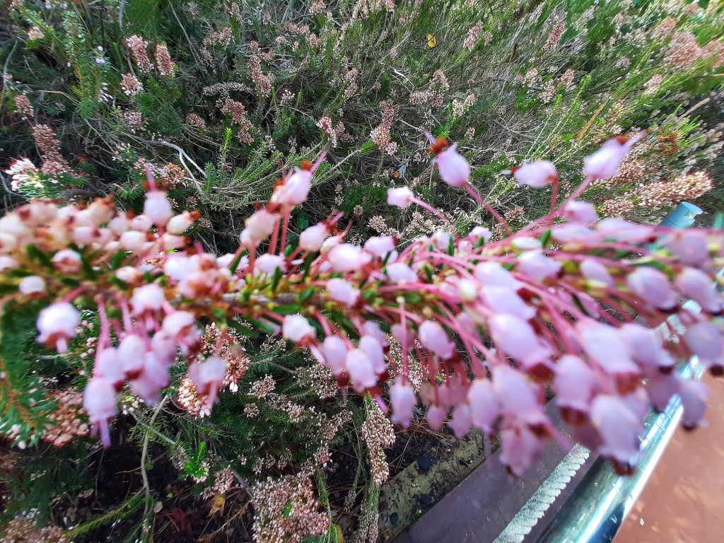 Foto: Flor en la ciudad - Barcelona (Cataluña), España