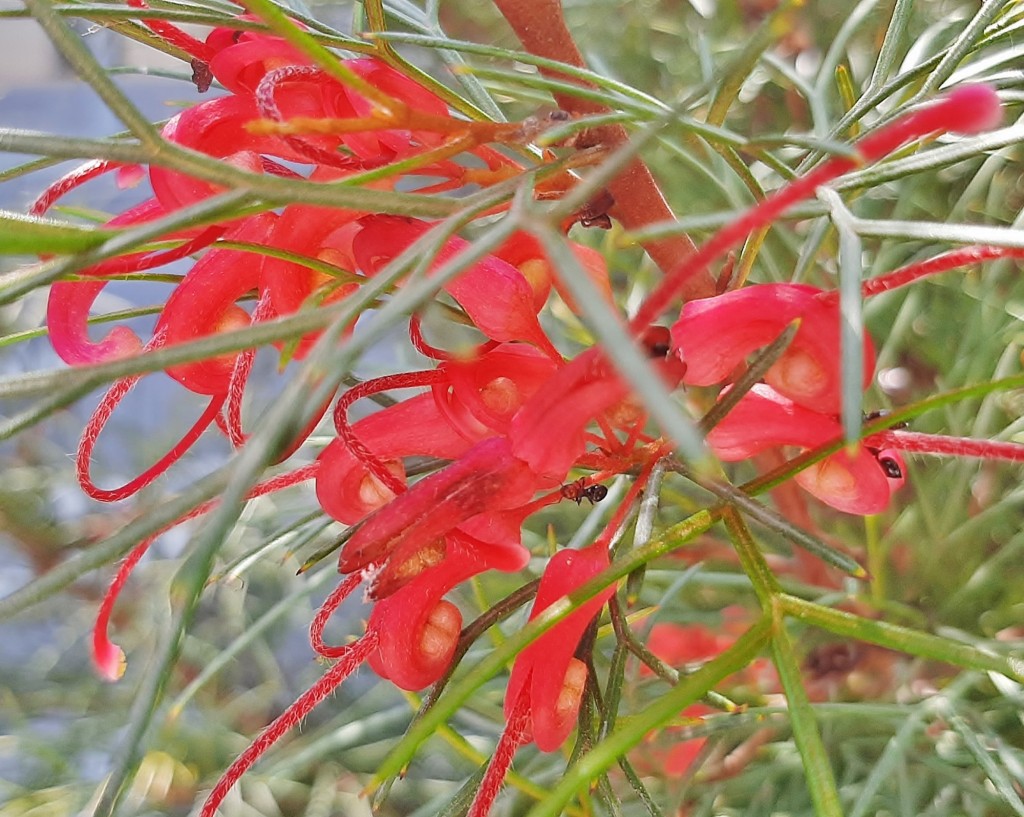Foto: Flor en la ciudad - Barcelona (Cataluña), España