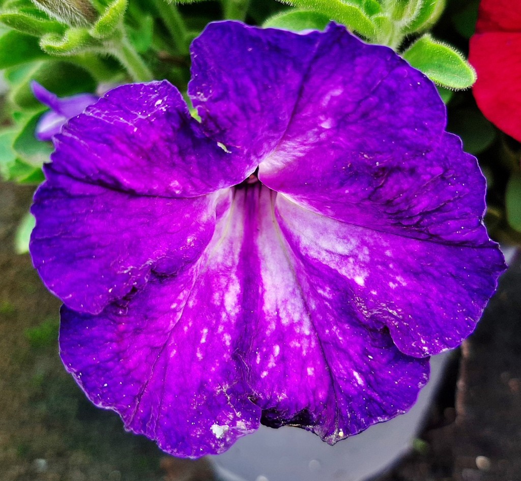 Foto: Flor en la ciudad - Barcelona (Cataluña), España