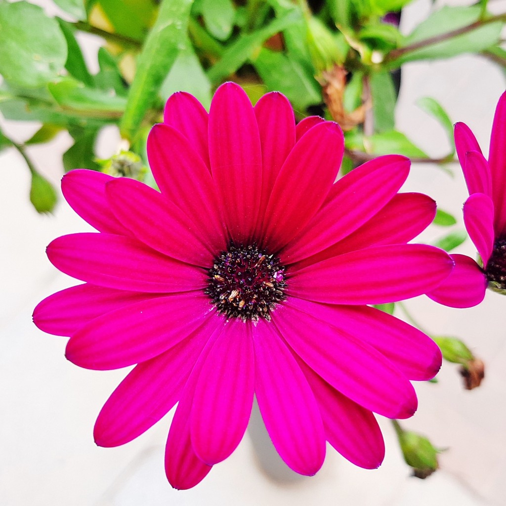 Foto: Flor en la ciudad - Barcelona (Cataluña), España