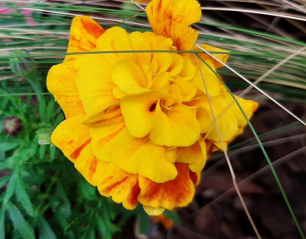Foto: Flor en la ciudad - Barcelona (Cataluña), España