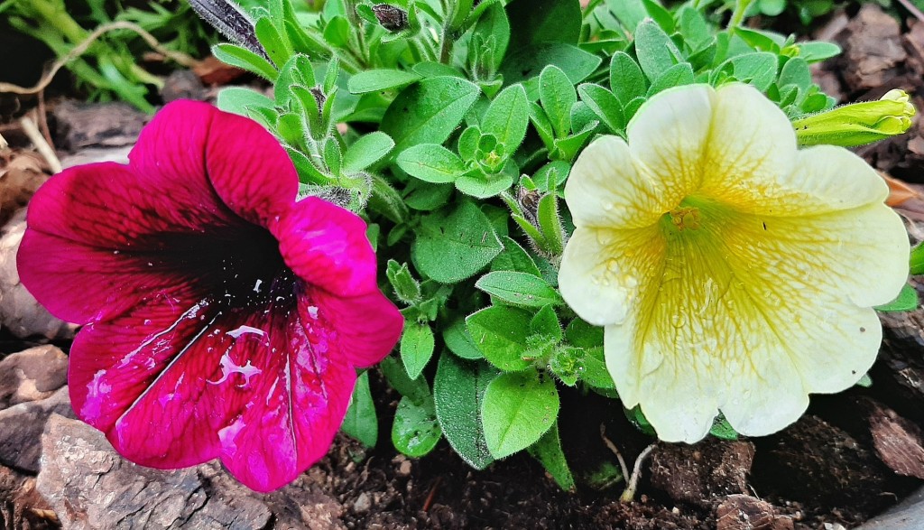 Foto: Flor en la ciudad - Barcelona (Cataluña), España