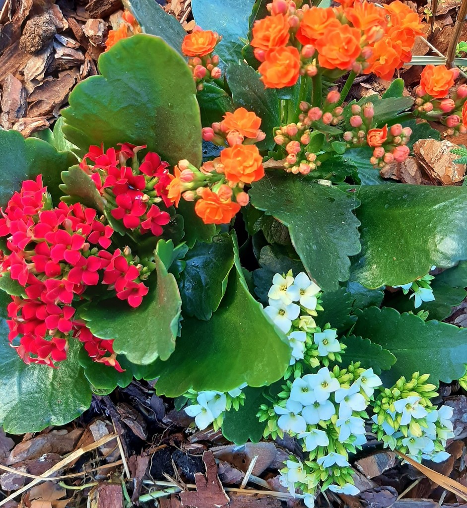 Foto: Flor en la ciudad - Barcelona (Cataluña), España