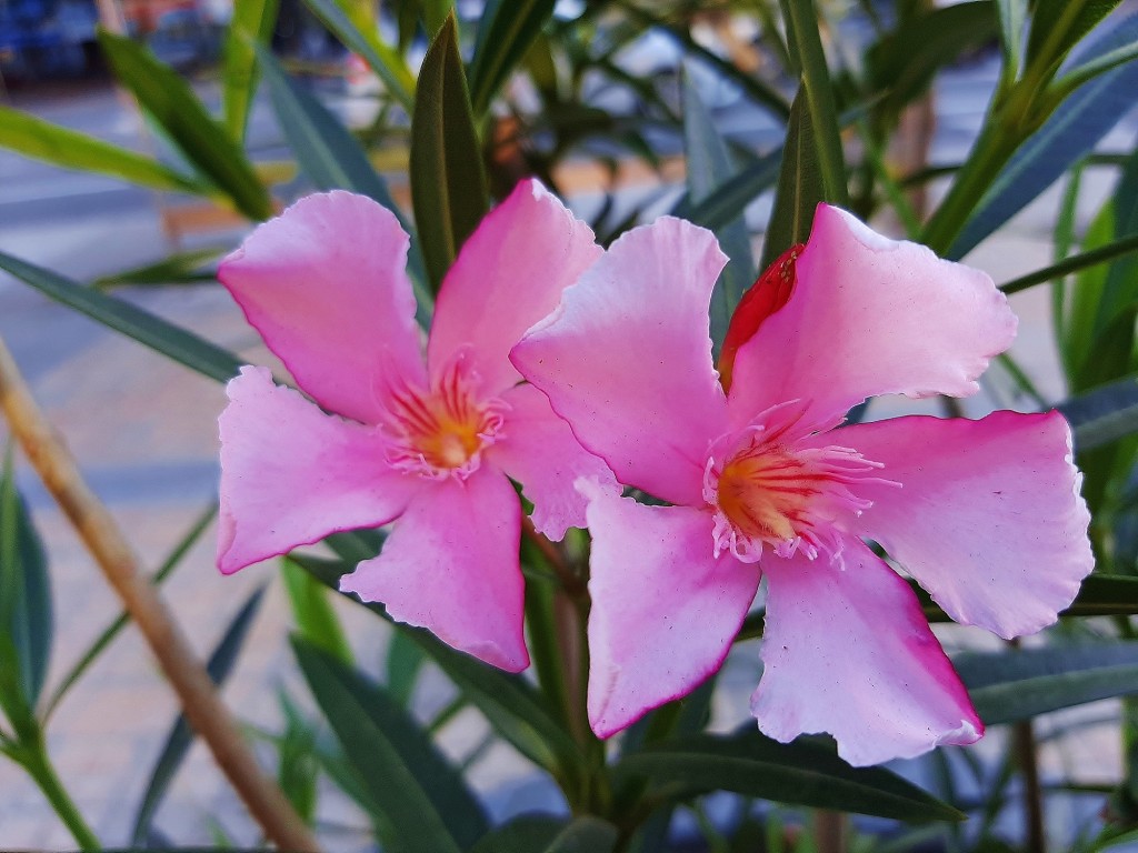 Foto: Flor en la ciudad - Barcelona (Cataluña), España