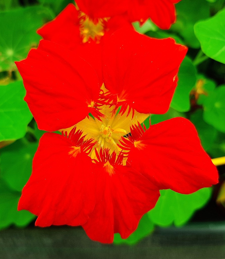 Foto: Flor en la ciudad - Barcelona (Cataluña), España