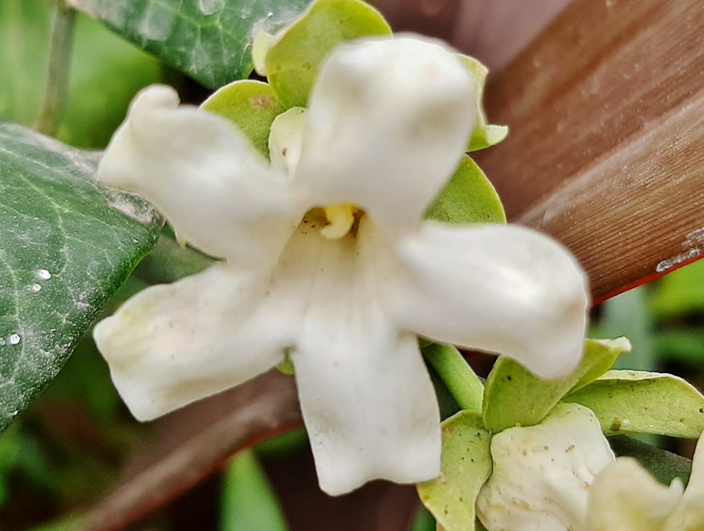 Foto: Flor en la ciudad - Barcelona (Cataluña), España