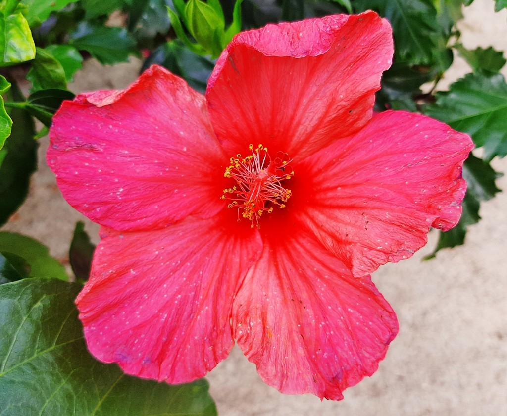Foto: Flor en la ciudad - Barcelona (Cataluña), España