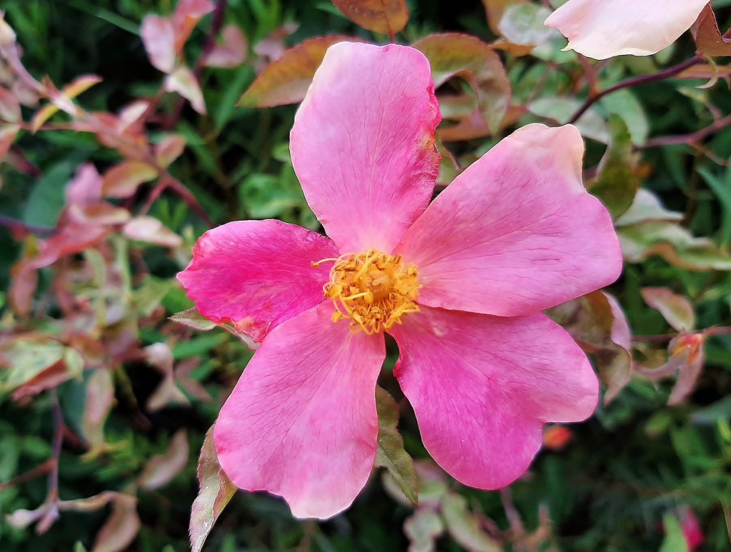 Foto: Flor en la ciudad - Barcelona (Cataluña), España