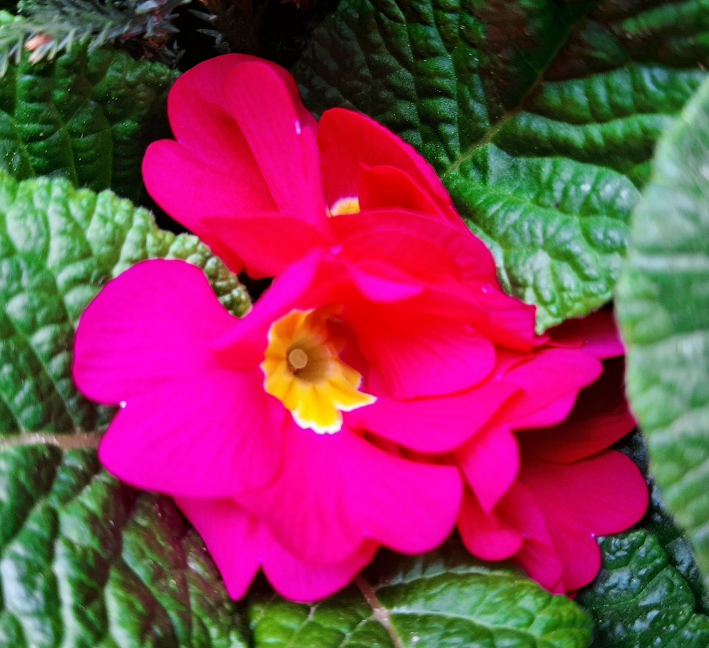 Foto: Flor en la ciudad - Barcelona (Cataluña), España