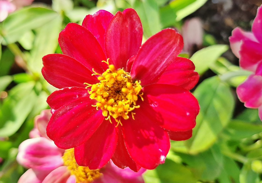 Foto: Flor en la ciudad - Barcelona (Cataluña), España