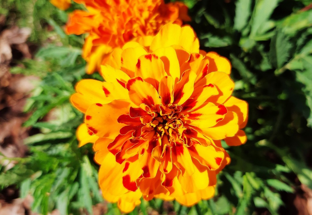 Foto: Flor en la ciudad - Barcelona (Cataluña), España