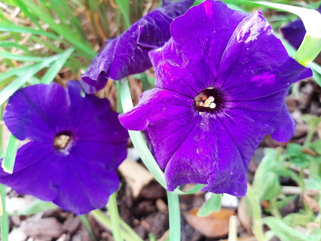 Foto: Flor en la ciudad - Barcelona (Cataluña), España