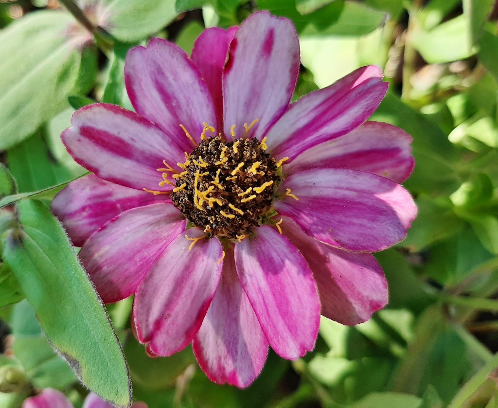 Foto: Flor en la ciudad - Barcelona (Cataluña), España