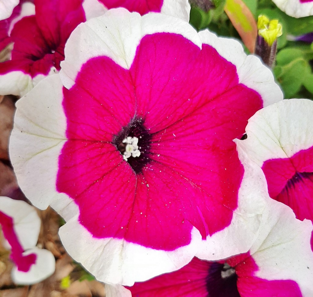 Foto: Flor en la ciudad - Barcelona (Cataluña), España