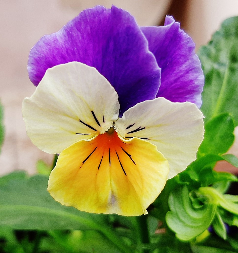 Foto: Flor en la ciudad - Barcelona (Cataluña), España