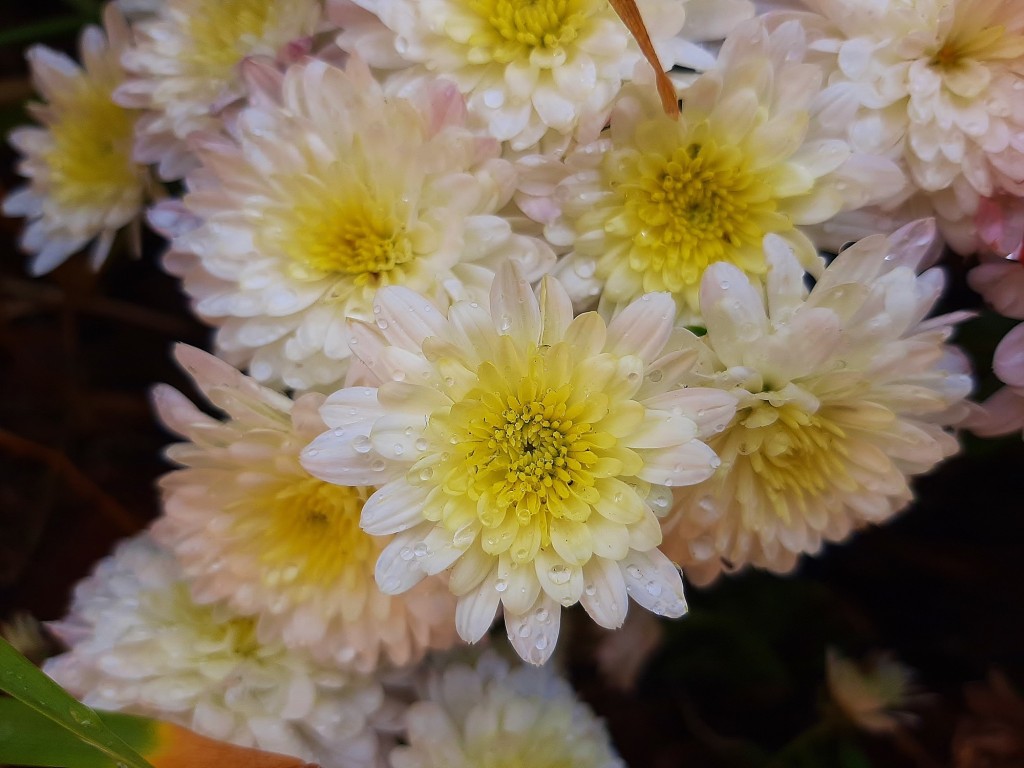 Foto: Flor en la ciudad - Barcelona (Cataluña), España
