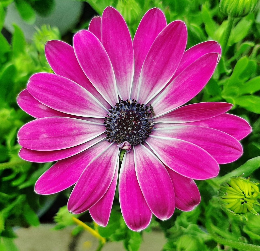 Foto: Flor en la ciudad - Barcelona (Cataluña), España