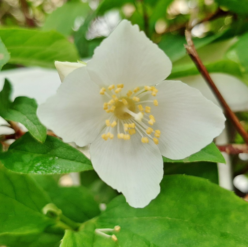 Foto: Flor en la ciudad - Barcelona (Cataluña), España
