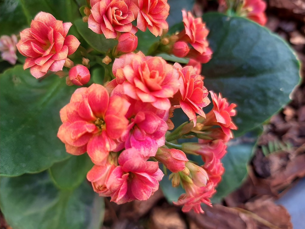 Foto: Flor en la ciudad - Barcelona (Cataluña), España