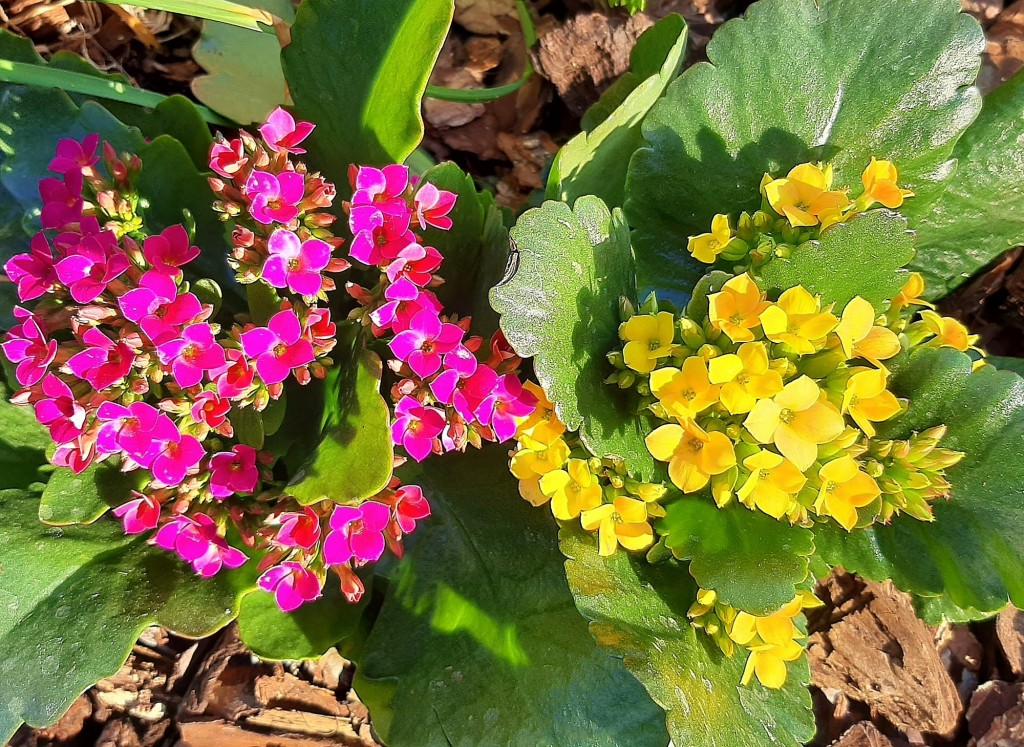 Foto: Flor en la ciudad - Barcelona (Cataluña), España