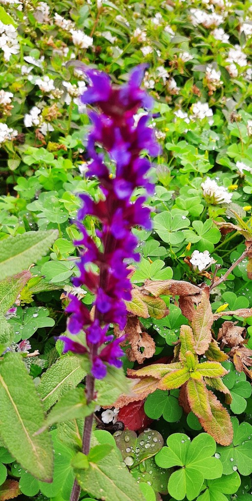 Foto: Flor en la ciudad - Barcelona (Cataluña), España