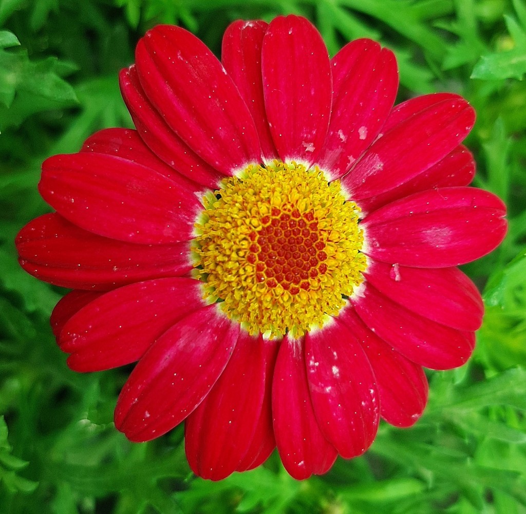 Foto: Flor en la ciudad - Barcelona (Cataluña), España