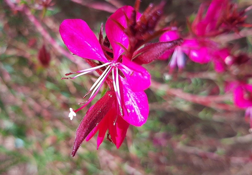 Foto: Flor en la ciudad - Barcelona (Cataluña), España