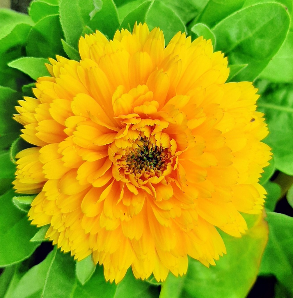 Foto: Flor en la ciudad - Barcelona (Cataluña), España